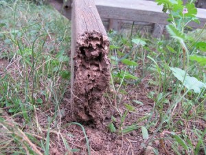 Termitas comiendo patas de una mesa de jardín