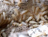 Colonia de termitas