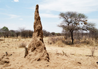 Termitero_Namibia.jpg