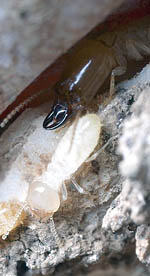 Termita subterr�nea