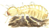 Termita subterr�nea obrera